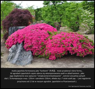 Karikomi-azalia-japonska-Ogrod-japonski-Pisarzowice-bonsai