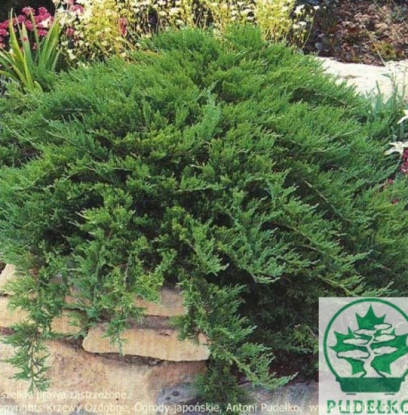 jalowiec-tamariscifolia