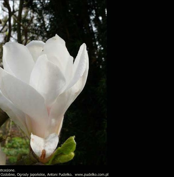 magnolia-alba-superba